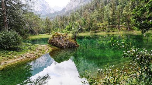 Scenic view of lake by trees in forest