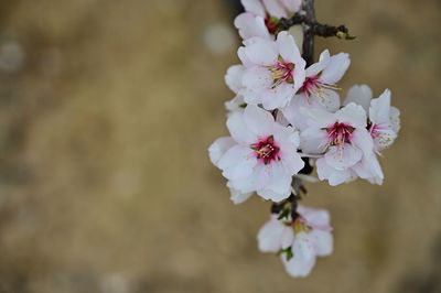 Close-up of cherry blossom