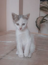 Portrait of cat sitting on floor at home