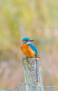 Close-up of bird alcedo atthis male perching on branch, max-eyth-lake, stuttgart,germany