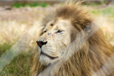 Close-up of lion