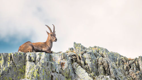 Female ibex on rocks in mountains in the italian pre-alps