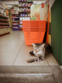 Portrait of cat sitting on floor