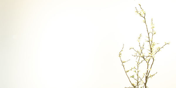 Low angle view of flowering plant against clear sky