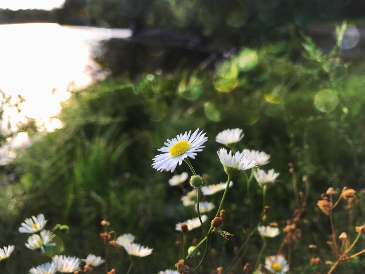 Daisies