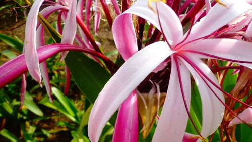 Close-up of pink flowers blooming outdoors