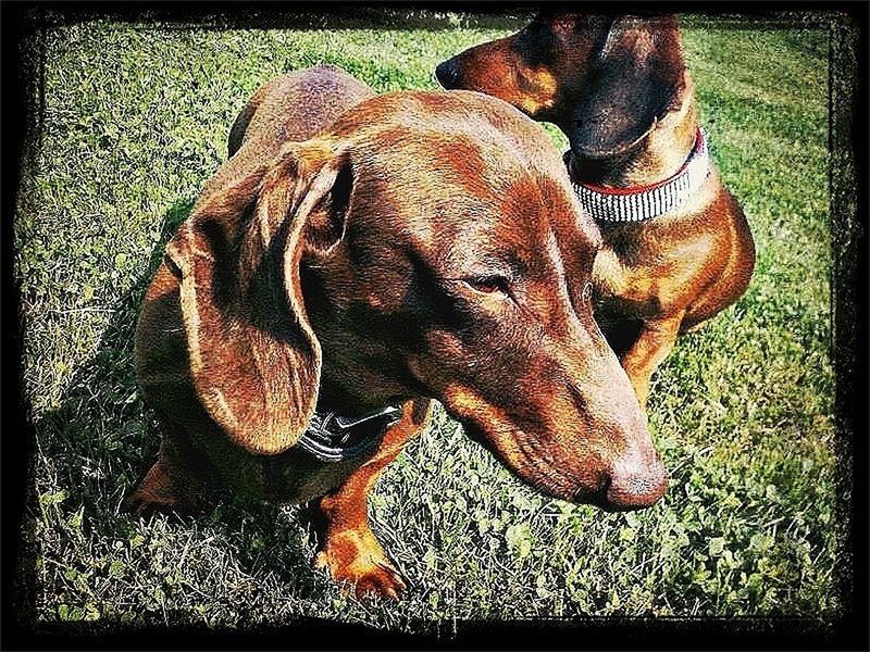 transfer print, animal themes, one animal, mammal, auto post production filter, domestic animals, grass, field, dog, grassy, close-up, livestock, animal head, outdoors, pets, no people, day, high angle view, horse, standing