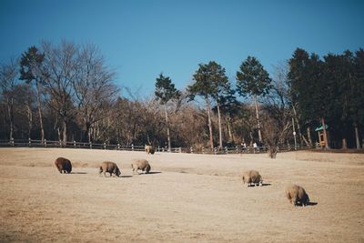 View of sheep grazing in field