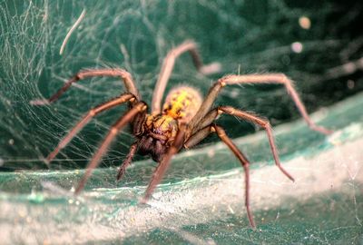 Close-up of spider on web