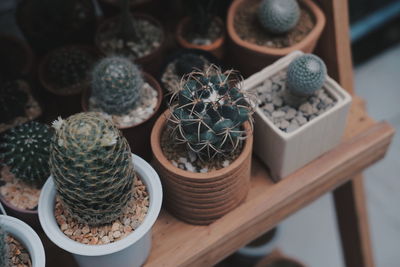 High angle view of succulent plants on table