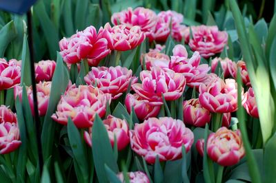 Close-up of pink tulips blooming in garden