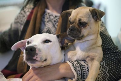 Close-up of dog with person