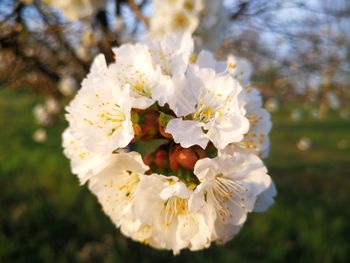 Close-up of white flowers on tree