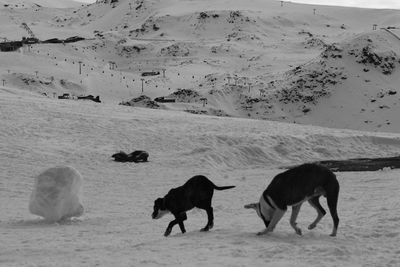 Horses on snow covered landscape