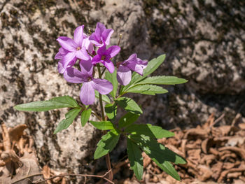 Close-up of pink flowers blooming outdoors