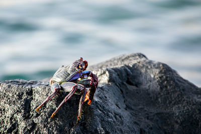 Close-up of butterfly on rock