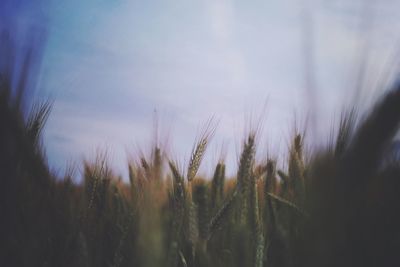 Close-up of wheat field against sky