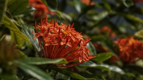 Close-up of red flower on plant