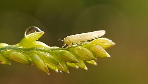 Close-up of insect pollinating on flower