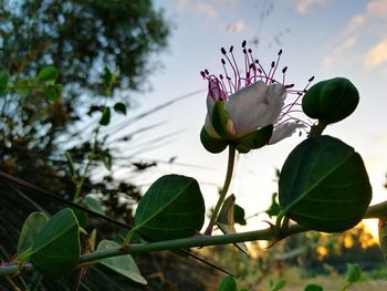 Close-up of pink flowering plant