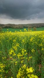 Yellow flowers growing in field