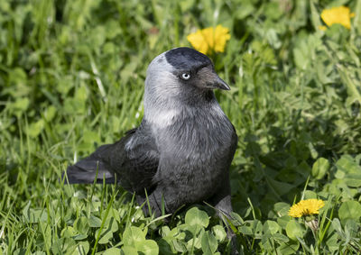 Jackdaw on grass