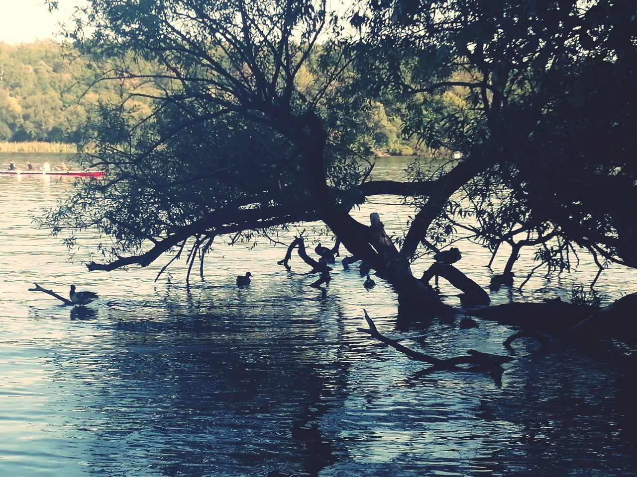 SILHOUETTE OF BIRD SWIMMING IN LAKE