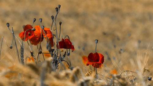 Close-up of red poppy flowers on field