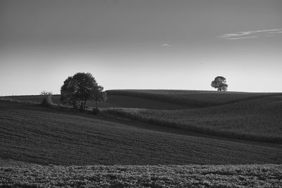 Scenic view of field against clear sky