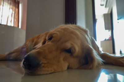 Close-up of a dog looking away