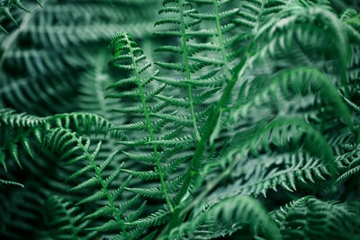 Background of dark green fern leaves close up. beautiful green background