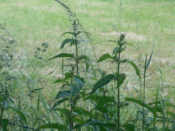 plant