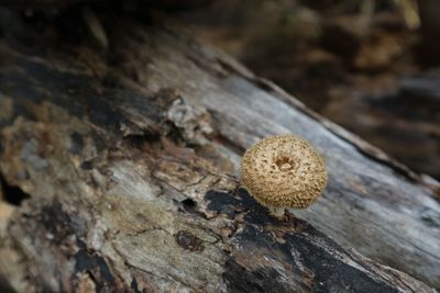 Close-up of mushroom growing on tree trunk