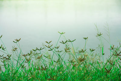 Plants growing on land