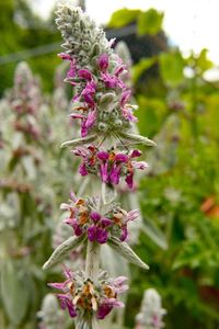 Close-up of flowers blooming outdoors
