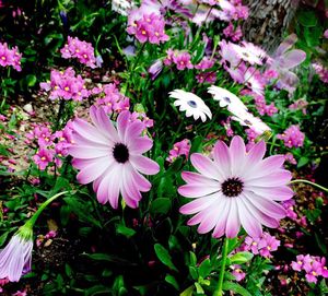 Close-up of pink flower