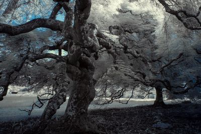 Trees by river