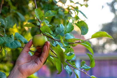 Cropped image of hand holding fresh plant