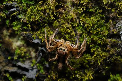 Curious spider looking at the lens