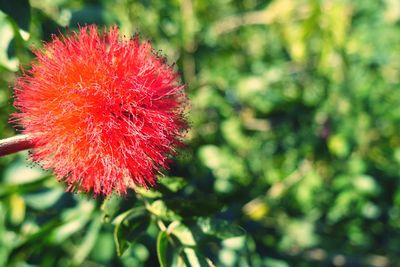 Close-up of red flowers