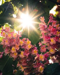 Close-up of pink flowering plants against bright sun