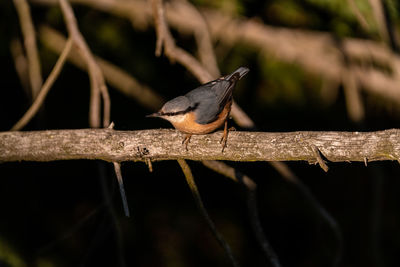 Close-up of bird perching on branch