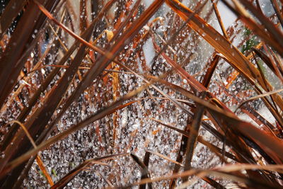 Full frame shot of dried leaves