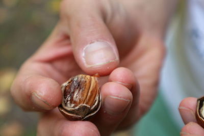 Close-up of hand holding seashell