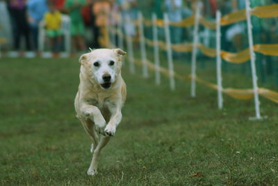 Dog on grass