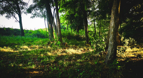 Trees growing in forest