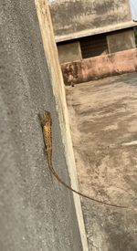 wall
