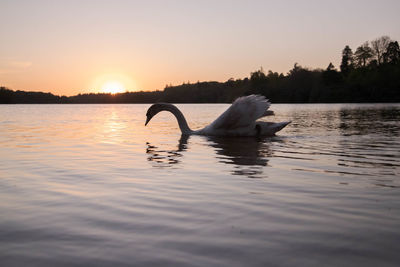 Swans swimming in lake