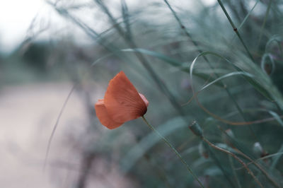 Close-up of red flower on plant