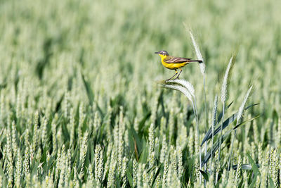 Close-up of bird perching on wheat plant